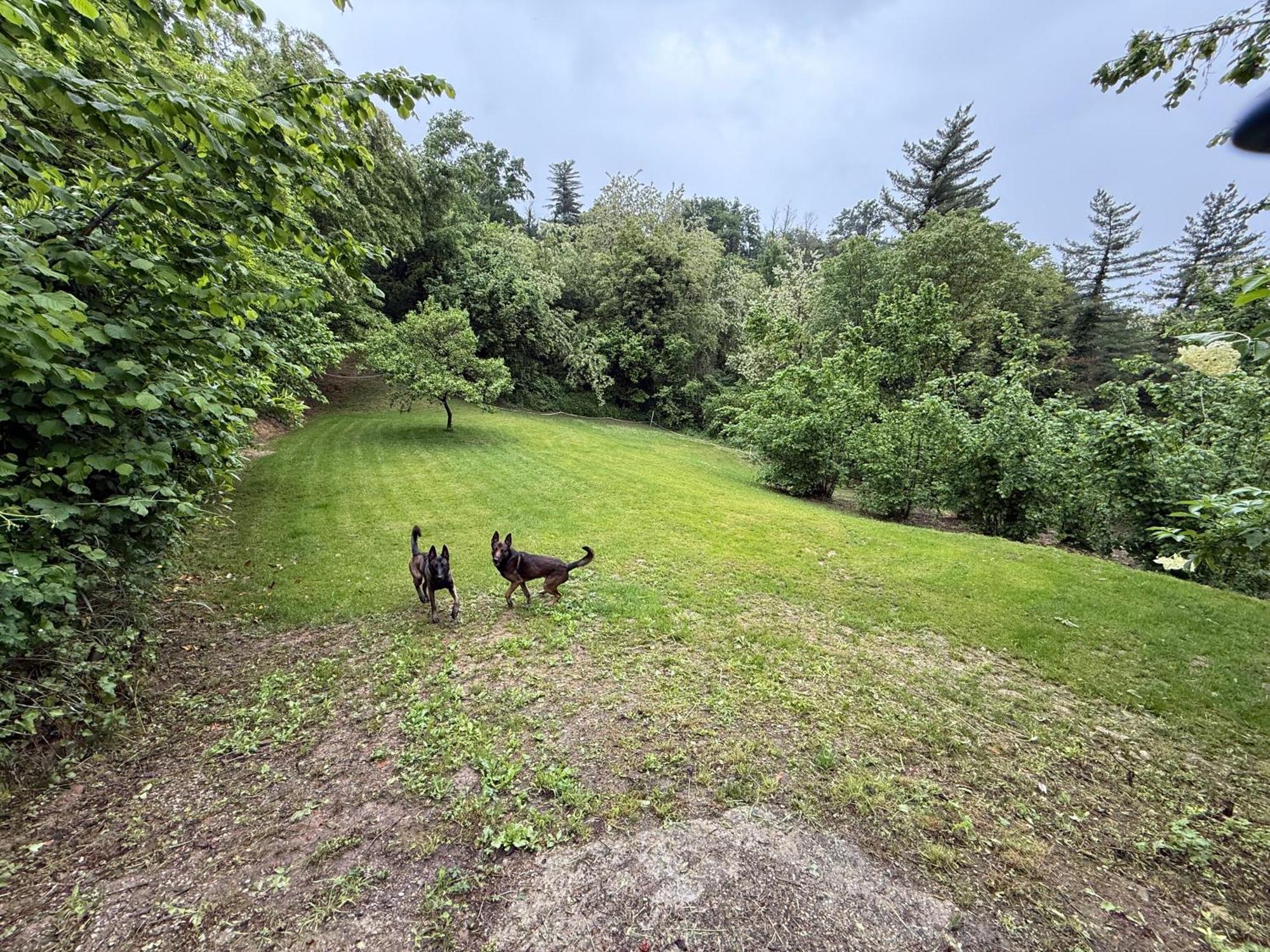 Bnb Dog And Friend Rocchetta Tanaro Exterior photo